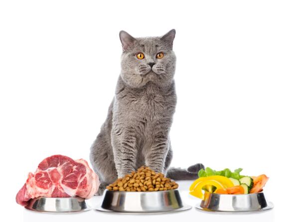 vitamíny a výživové doplňky pro kočky 