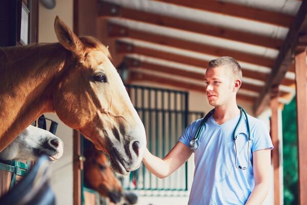 Doplňky podporující imunitu koní a zabraňující nemocem koní.