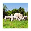 AKO - Ovinet - Vodivá ohradníková síť pro ovce - výška 90 cm