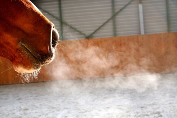Alergie a dýchací potíže u koní