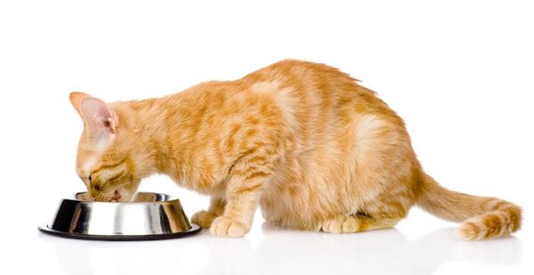 misky a nádoby na vodu pro kočky