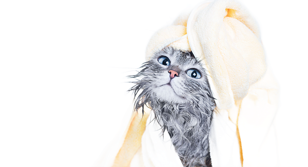 šampony a potřeby pro kočky 