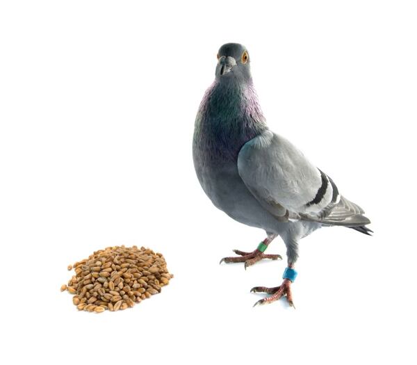 Krmení a krmivo pro holuby