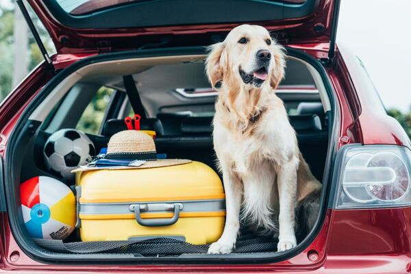 Výbava pro cestování se psy 
