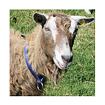Obojek pro ovce a kozy je pevný obojek vyrobený z nylonu a podšitý kůží